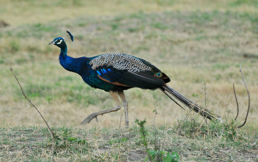 Indian Peafowl