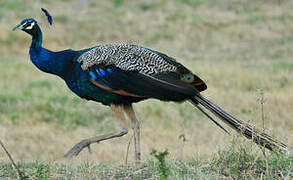 Indian Peafowl