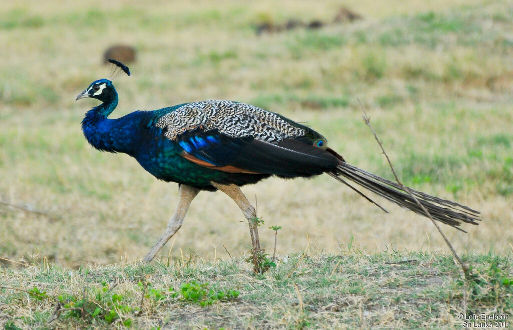 Indian Peafowl