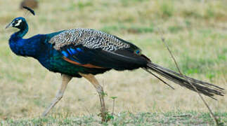 Indian Peafowl