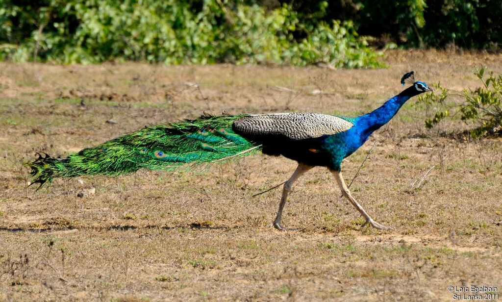 Indian Peafowl