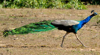 Indian Peafowl