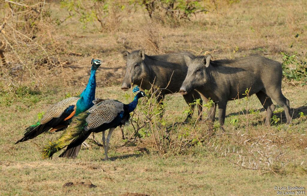 Indian Peafowl