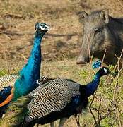 Indian Peafowl