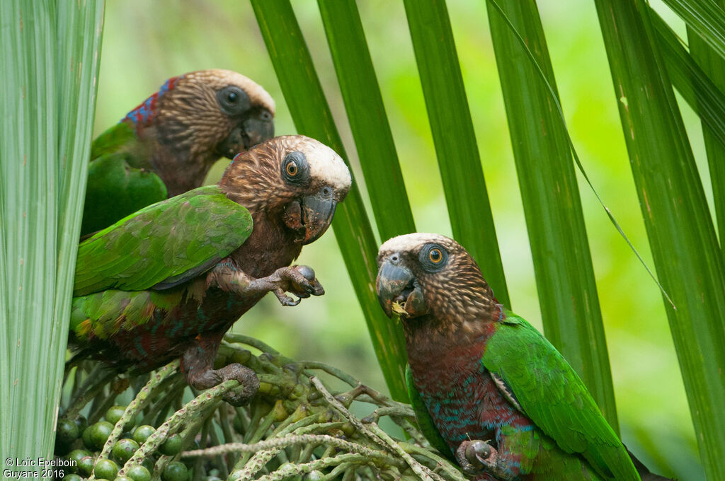 Red-fan Parrot