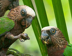 Red-fan Parrot