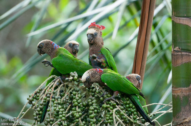 Red-fan Parrot, feeding habits, eats