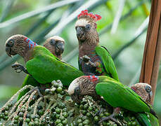 Red-fan Parrot