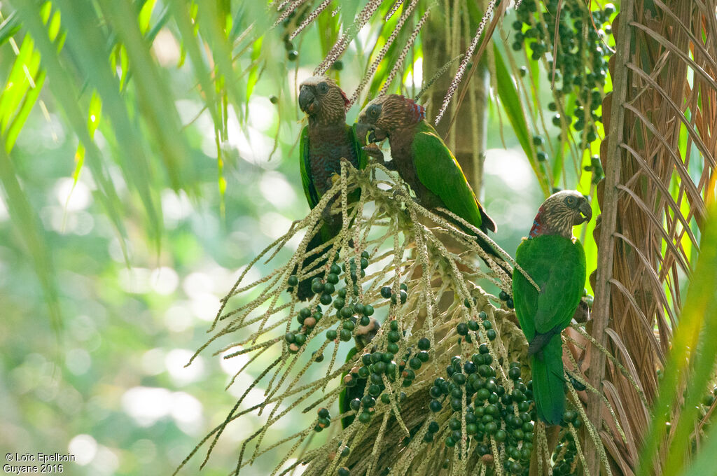 Red-fan Parrot