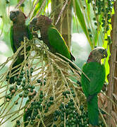 Red-fan Parrot