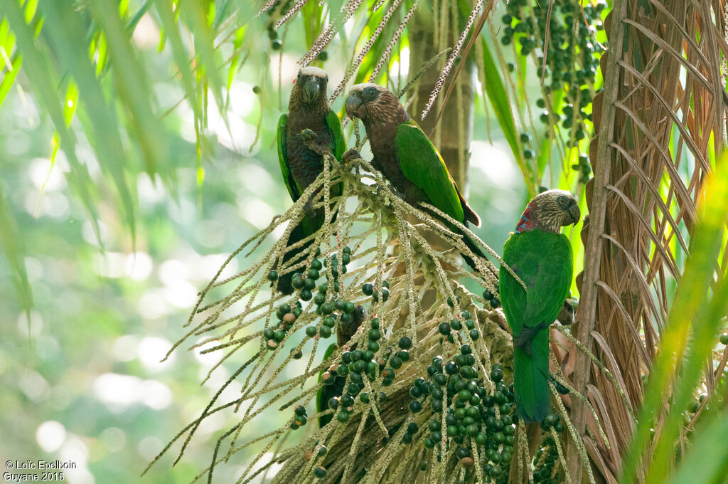 Red-fan Parrot