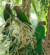 Red-fan Parrot