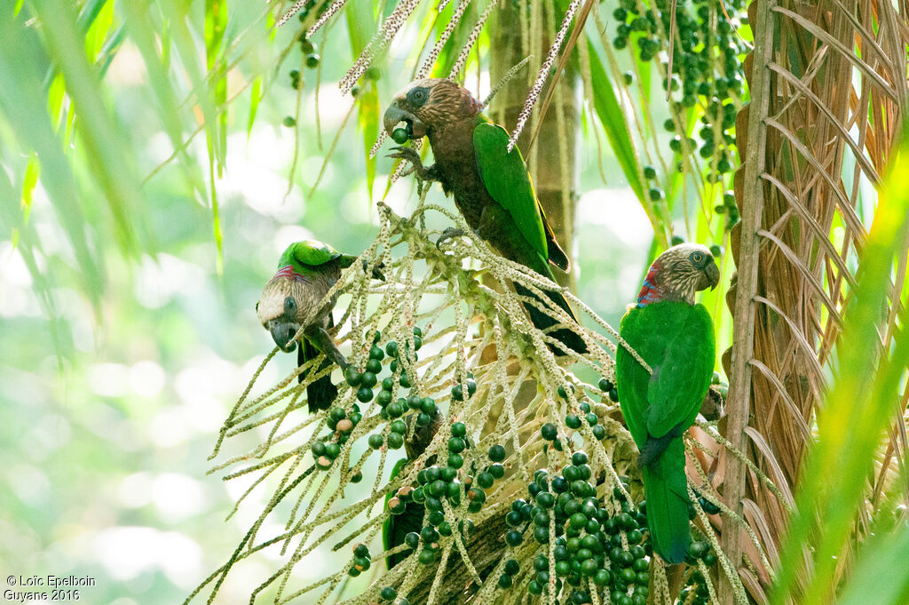 Red-fan Parrot