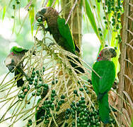 Red-fan Parrot