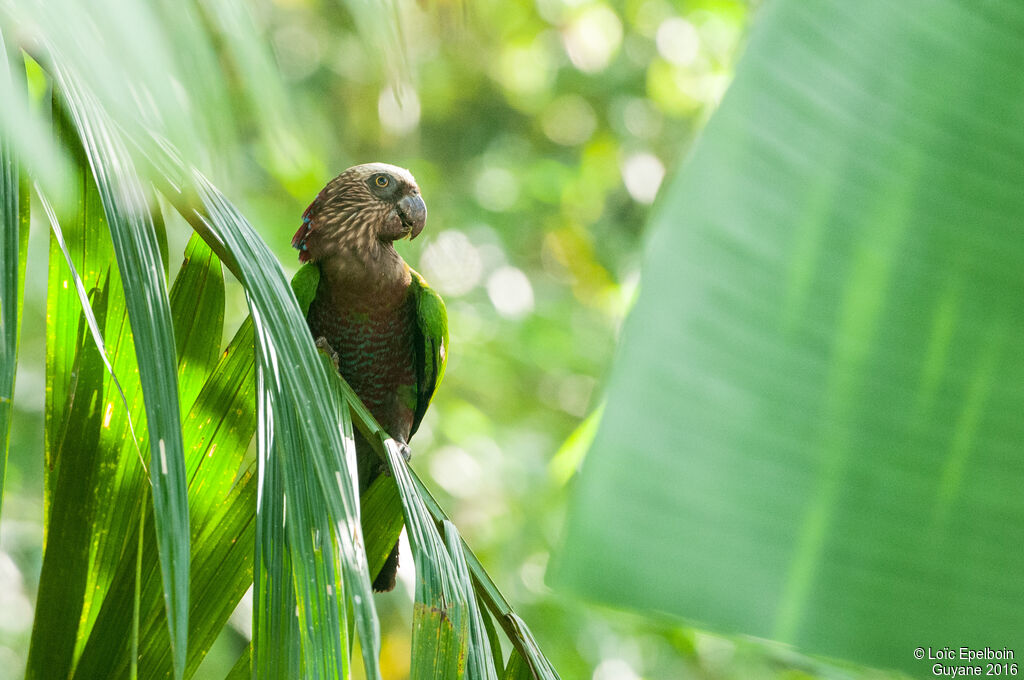 Red-fan Parrot