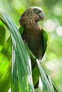 Red-fan Parrot