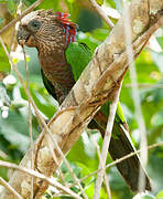 Red-fan Parrot