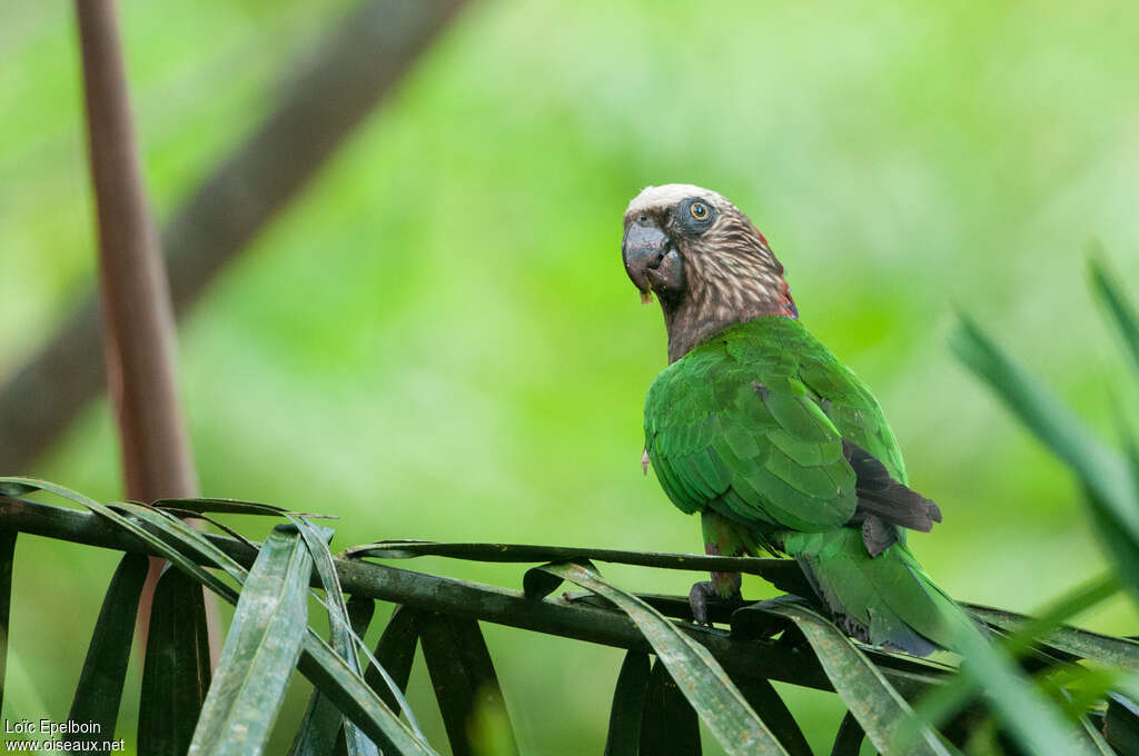 Red-fan Parrot