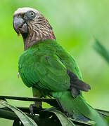 Red-fan Parrot