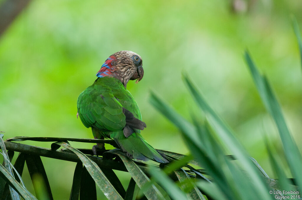 Red-fan Parrot