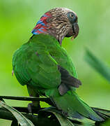 Red-fan Parrot