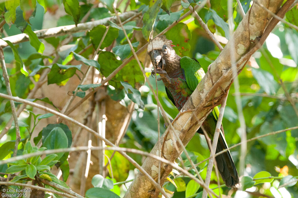 Red-fan Parrot