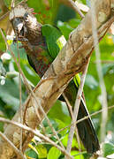 Red-fan Parrot