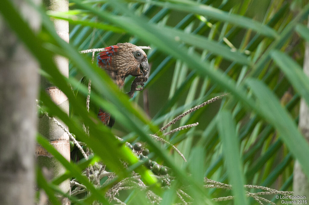 Red-fan Parrot