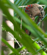 Red-fan Parrot