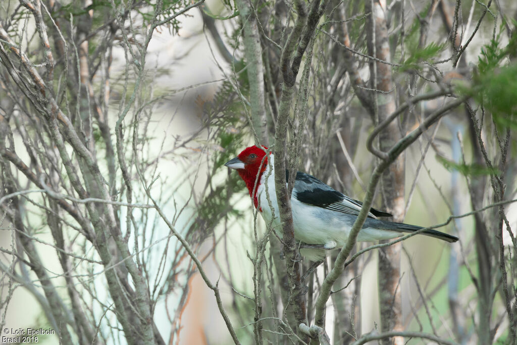 Red-cowled Cardinal