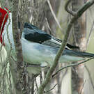 Paroare dominicain