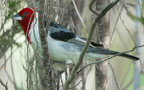 Red-cowled Cardinal