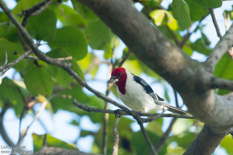 Red-cowled Cardinaladult, identification