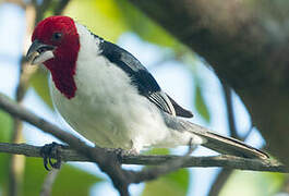 Red-cowled Cardinal