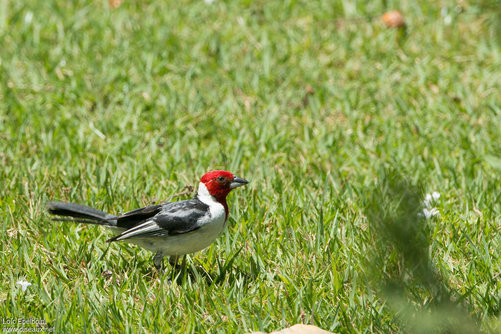 Red-cowled Cardinaladult