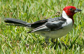 Red-cowled Cardinal