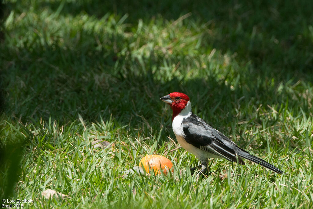 Red-cowled Cardinal