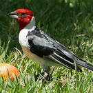 Paroare dominicain