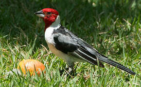 Red-cowled Cardinal