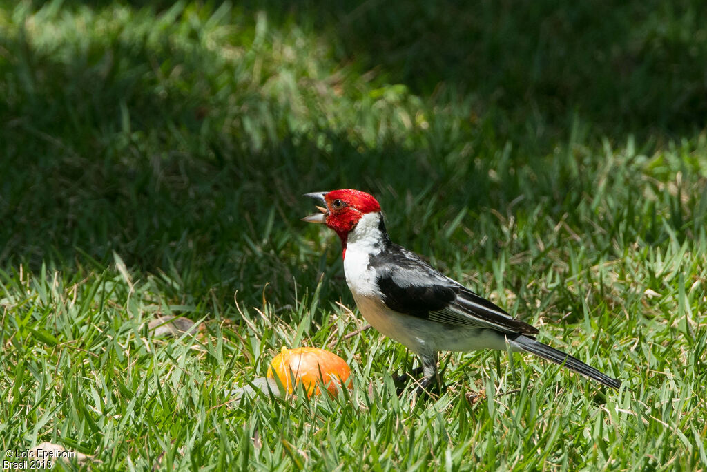 Red-cowled Cardinal