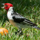 Paroare dominicain