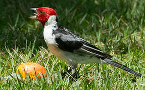 Red-cowled Cardinal