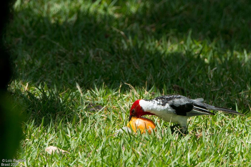 Red-cowled Cardinal