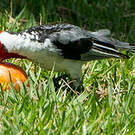 Paroare dominicain