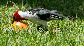 Red-cowled Cardinal