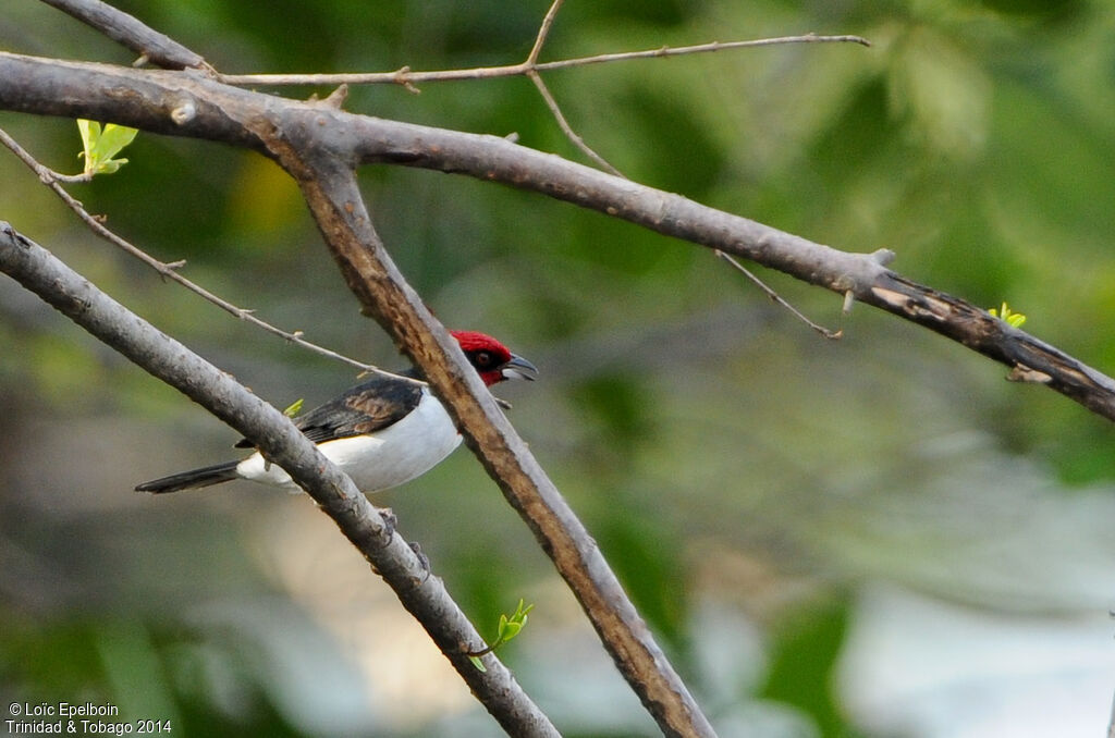 Masked Cardinal