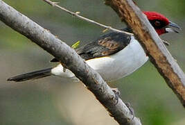 Masked Cardinal