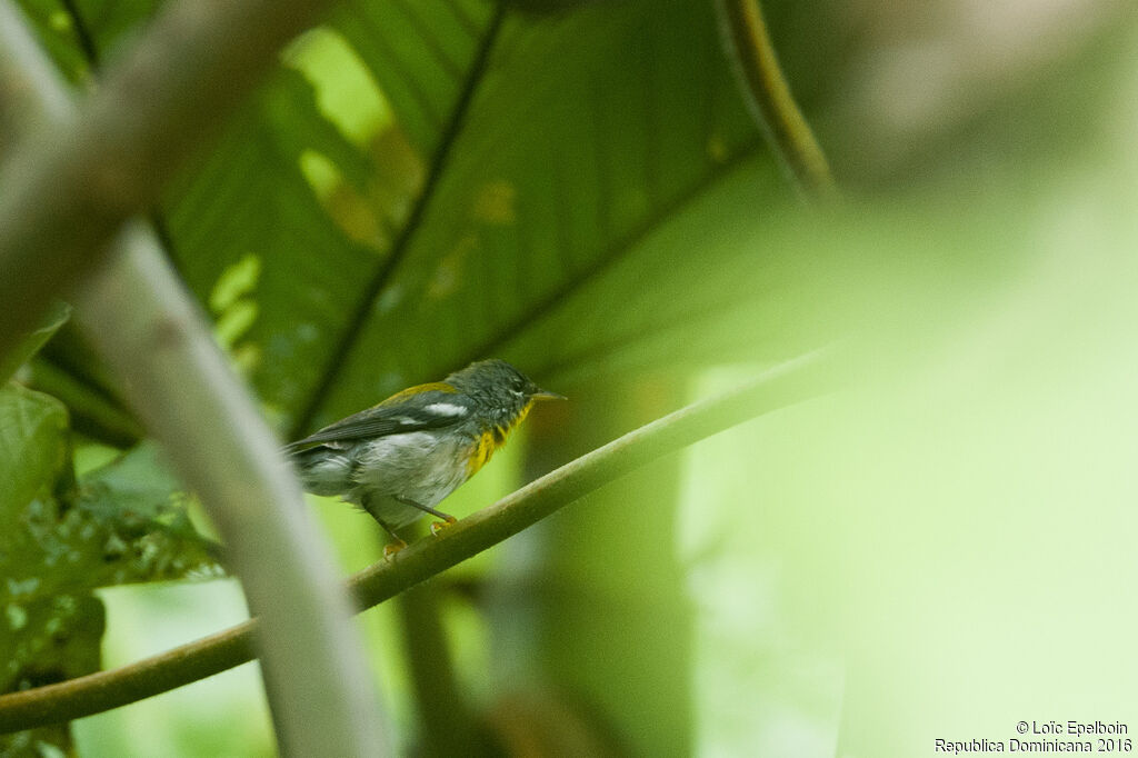 Northern Parula