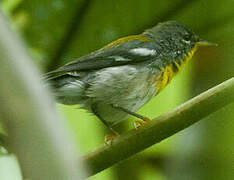 Northern Parula