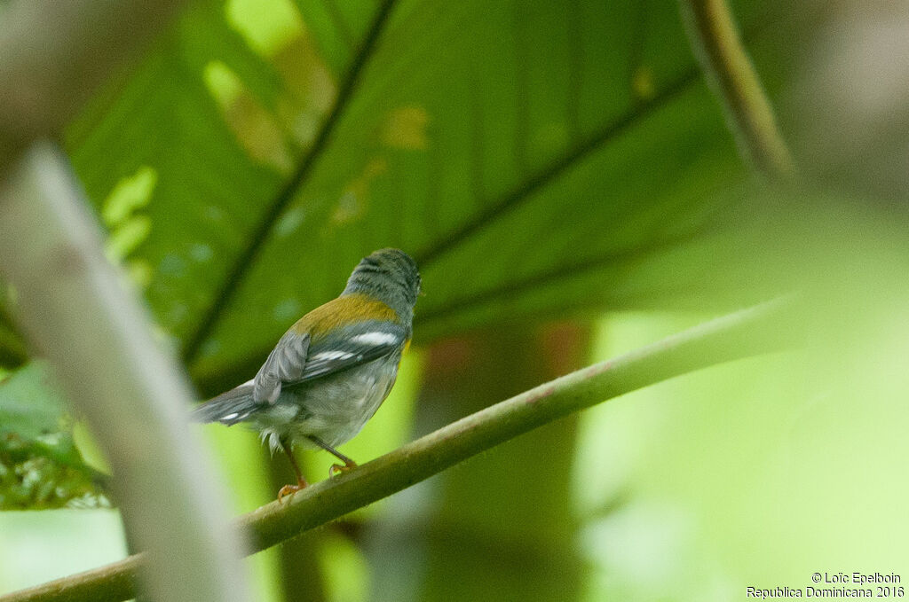 Northern Parula